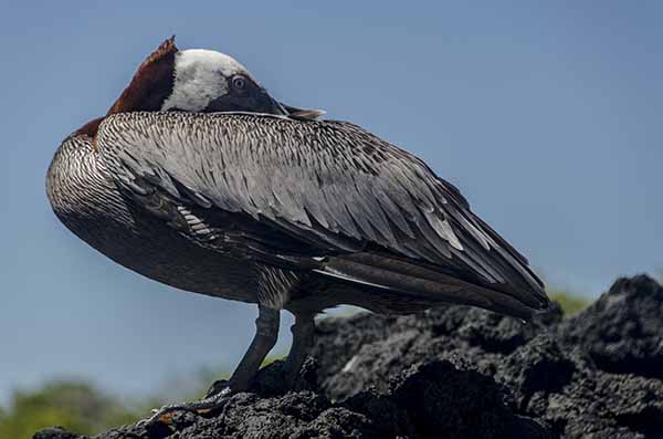 Pelícano - isla Santa Cruz - islas Galápagos - Ecuador 3.jpg